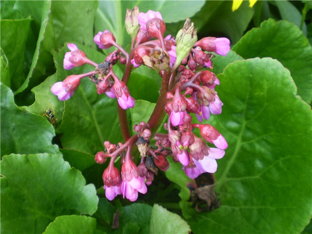 bergenia